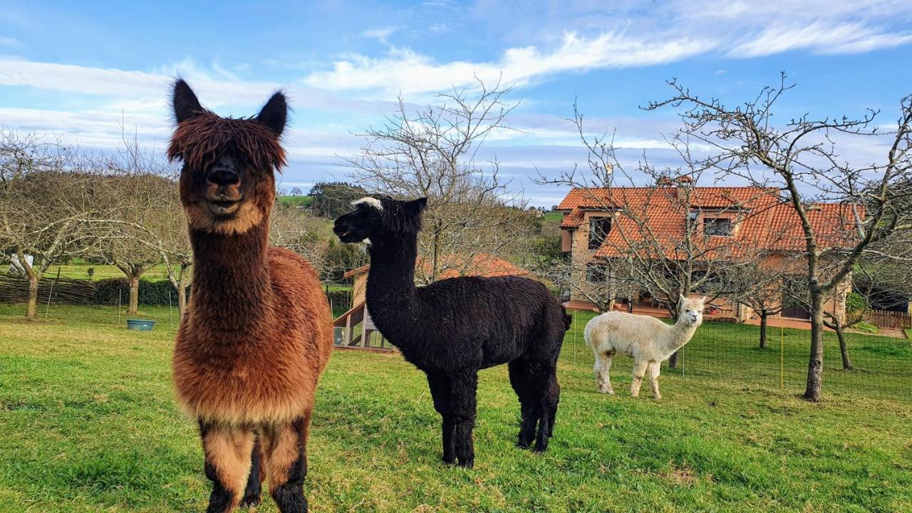 Hotel 3 Alpacas La Campa Exterior photo