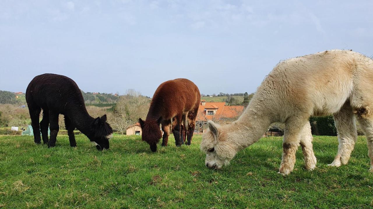 Hotel 3 Alpacas La Campa Exterior photo