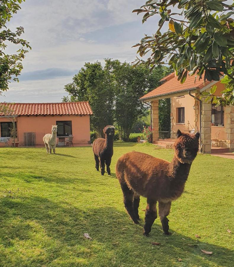 Hotel 3 Alpacas La Campa Exterior photo