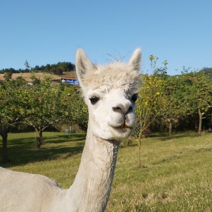 Hotel 3 Alpacas La Campa Exterior photo